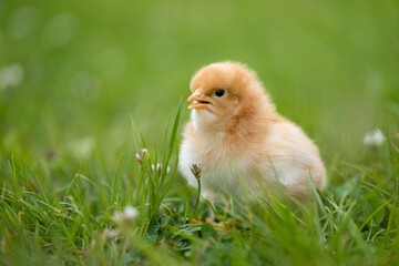 Adorable yellow little chicken on green background
