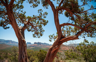 View through the trees of the Beautiful Landscape of Sedona, Arizona