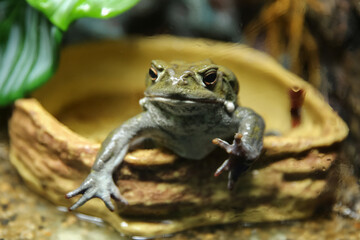 Toad in the aquarium behind the glass (Duttaphrynus melanostictus)