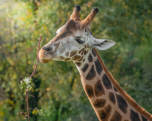 Giraffe mit einem Zweig im Maul