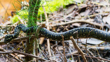 Diamond python on a forested lake shore, NSW, Australia