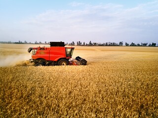 Aerial drone photo of red harvester working in wheat field on sunset. Combine harvesting machine...