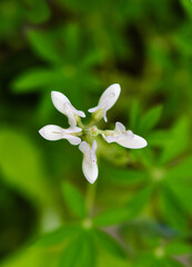 The spring is here...Blossom Flowers