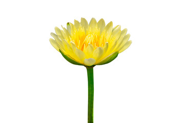 Yellow lotus flower on transparent background PNG file