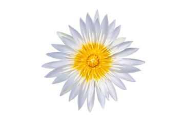 White lotus flower on transparent background PNG file