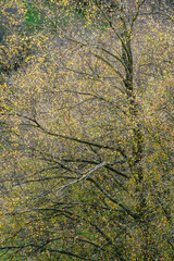 Autumn appearance of the birch trees with their small yellow leaves