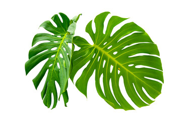 Monstera leaves leaves with Isolate  Leaves on transparent background PNG file