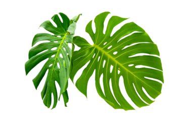 Foto op Aluminium Monstera Monstera leaves leaves with Isolate  Leaves on transparent background PNG file