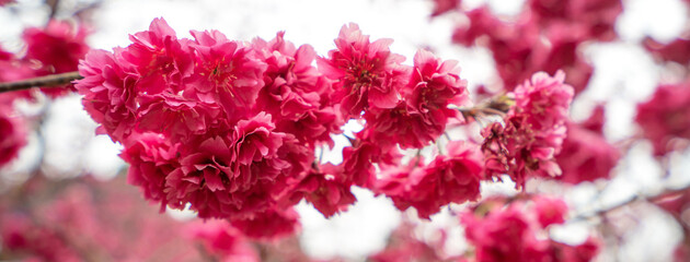 Beautiful Yae Sakura Cherry Blossom blooming in Taiwan.