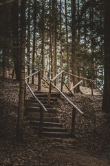 schody w lesie 