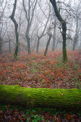 Obraz premium Wet and shiny moss covers a fallen log in a forest
