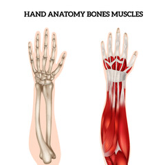 Hand Anatomy Set