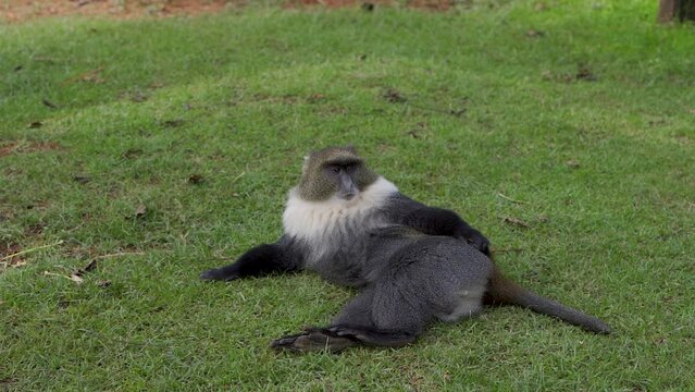 African Sabkhi monkey siting on the grass, Old World monkeys