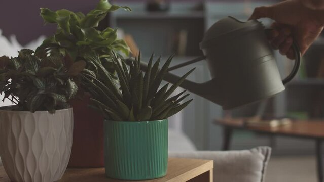 Cropped shot of unrecognizable woman watering potted house plants in living room during housework