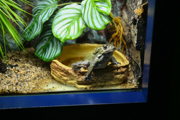Toad in the aquarium behind the glass (Duttaphrynus melanostictus)