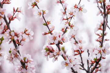 Beautiful spring flowers. Blossoming apricot tree branches.
