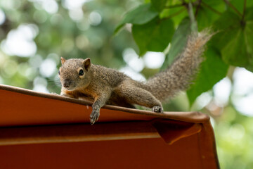 Portrait of a Funny squirrel