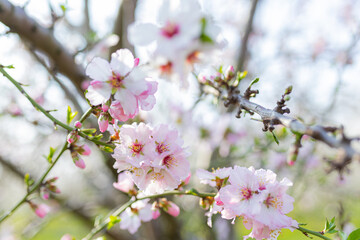 Fototapeta na wymiar Blooming almond trees field. spring Blossoming fruit trees on a farm. 