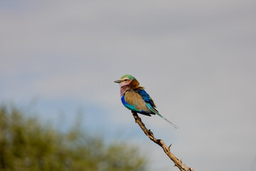 South African Bird Kinfisher