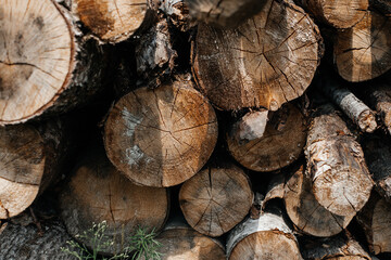 Naklejka premium Background from the texture of the tree