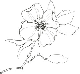 Botanical lineart jasmine flower illustration, floral graphic drawing