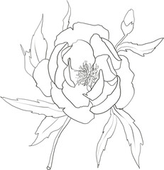 Botanical lineart peony illustration, floral graphic drawing