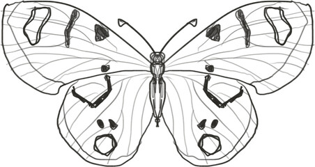 Butterfly lineart drawing sketch