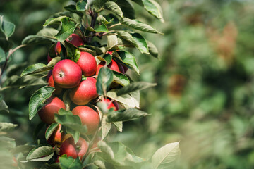 Close up red apples on tree ready to be harvested. Ripe red apple fruits in apple orchard. Selective focus.