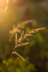 grass stalk with grains and cobwebs and hairs of green-brown color against the background of a blurred field of green-yellow color and the sky with circles of bokeh in the rays of the setting sun 