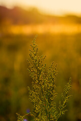 branchy stalk of green grass with flowers on a blurred green background with bokeh, shot from close up during the day in sunny weather