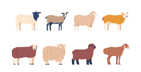 Set Of Sheep Breed With Different Wool And Fur Colors, Domestic Farm Animals Bred For Wool And Meat, Husbandry
