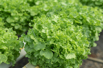 salad farm vegetables green oak lettuce. Close up fresh organic hydroponic vegetable plantation produce green salad hydroponic cultivation farm Green oak lettuce salad in green Organic plantation Farm
