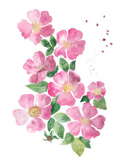 Naklejka na ściany i meble pink cherry blossom on white, pink flowers