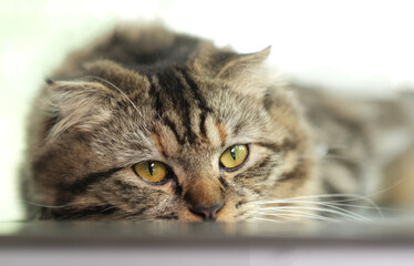 Tabby cat lying on the table and looking out of the house in the morning