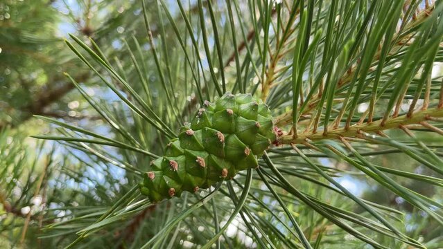 Yong Green pine cones on a branch of pine tree, Pinus pinaster, with the sun rays that pass through the pine needles