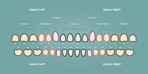 Medical dental diagram illustration. Orthodontist human tooth anatomy. Vector infographics with teeth diagrams.