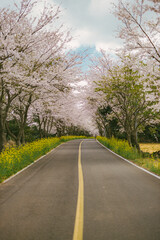 Fototapeta premium cherry blossom 