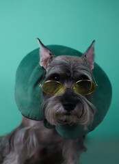 cool gray schnauzer dog in yellow round sunglasses and in a travel pillow on a light green background. for advertising, pet stores, banners, flyers, postcards, covers