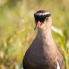 Portrait of a crowned lapwing, or crowned plover, 