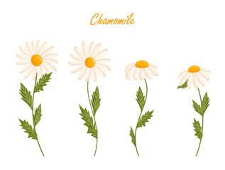 Chamomile flowers set. Floral plants with white petals. Botanical vector illustration isolated on white background.