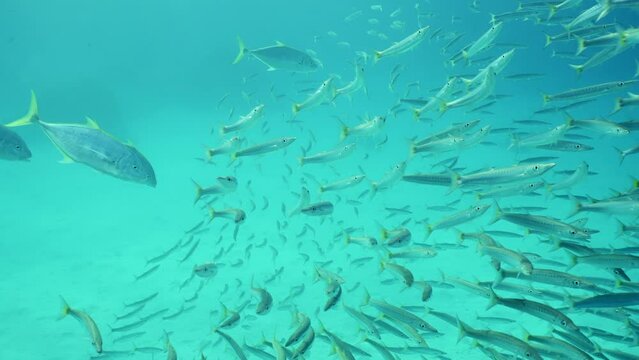 Group of Jack fish swim after shoal of Barracudas, Slow motion. Four Yellowspotted Trevally fish (Carangoides fulvoguttatus) swimming chasing school of Yellow-tailed Barracuda (Sphyraena flavicauda)