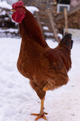 A beautiful red rooster stands on one leg. Beautiful red rooster in the snow.
