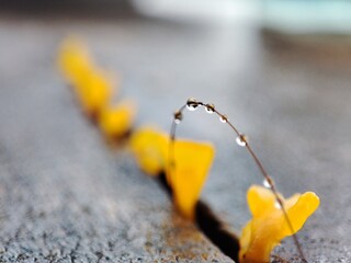 Dacryopinax Spathularia, Unique Spatula-Shaped Jelly Mushroom.