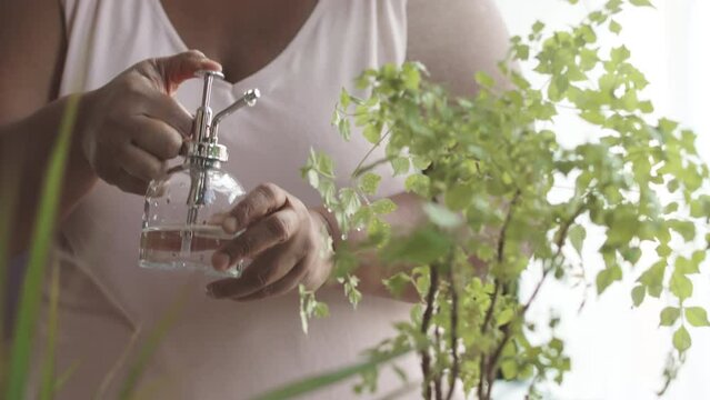 Cropped shot of unrecognizable African American woman spraying green house plants in pots at home