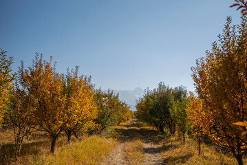Picturesque and paint colors of autumn foliage in the wild. Trees with green, yellow and red foliage.