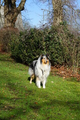 dog in the park
