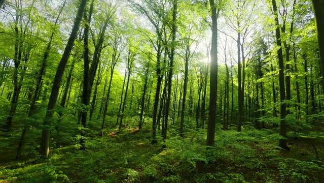 Flying through the green branches in a lush forest, FPV drone footage with the sun shining through the trees
