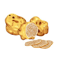  white truffles on a white background, freshly sliced truffles. Extraordinary truffle mushrooms. On black background, vector illustration