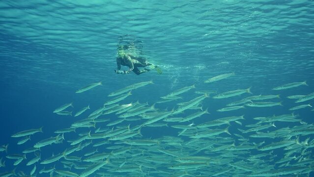 Woman swim on water surface and filming Barracudas with an action camera, Slow motion. Female snorkeler in wetsuit shoots large school of Yellow-tailed Barracuda (Sphyraena flavicauda)