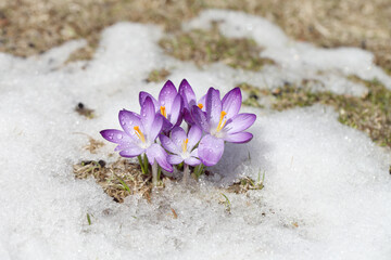 Obraz na płótnie Canvas Purple crocus flower blooms against the backdrop of snow on a spring sunny day. Primrose bloomed after winter, template for postcard or cover.
